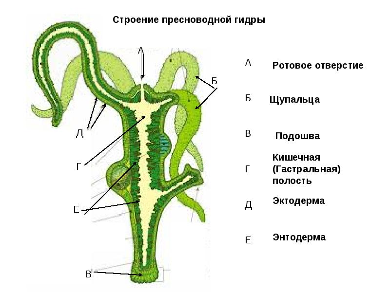 Как вывести деньги с кракена маркетплейс